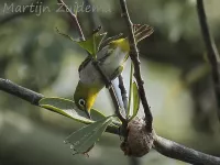 Brilvogels [Zosteropidae]